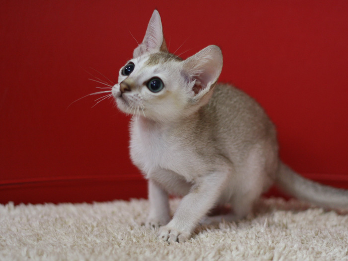 シンガプーラの子猫画像