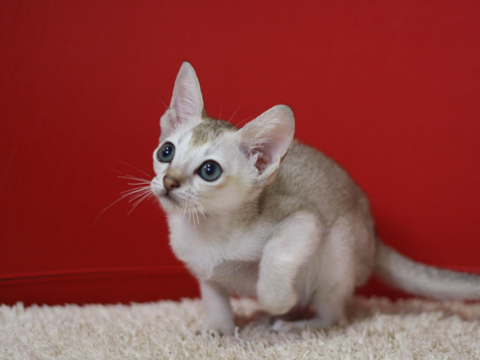 シンガプーラの子猫画像