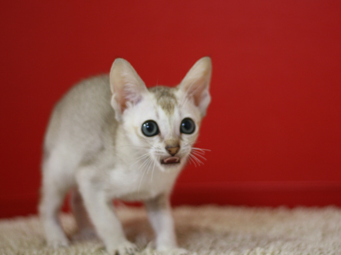 シンガプーラの子猫画像