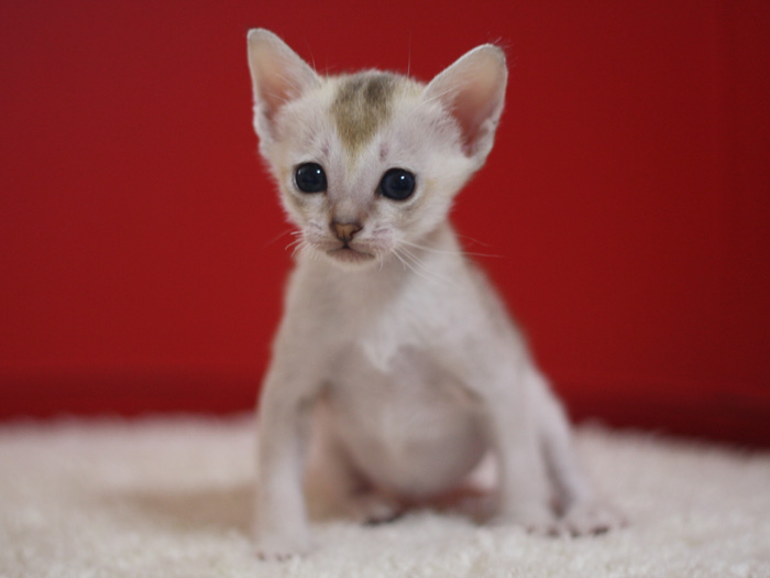 シンガプーラの子猫画像