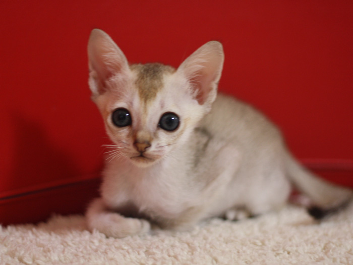 シンガプーラの子猫画像