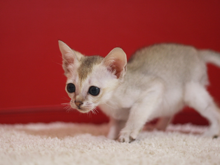 シンガプーラの子猫画像