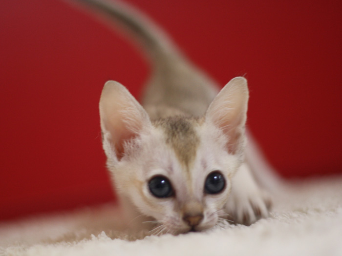 シンガプーラの子猫画像