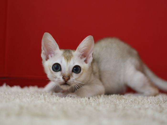 シンガプーラの子猫画像