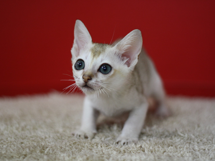シンガプーラの子猫画像