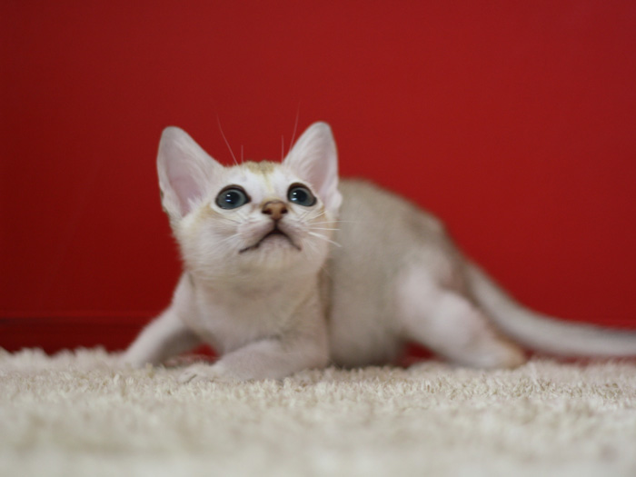 シンガプーラの子猫画像