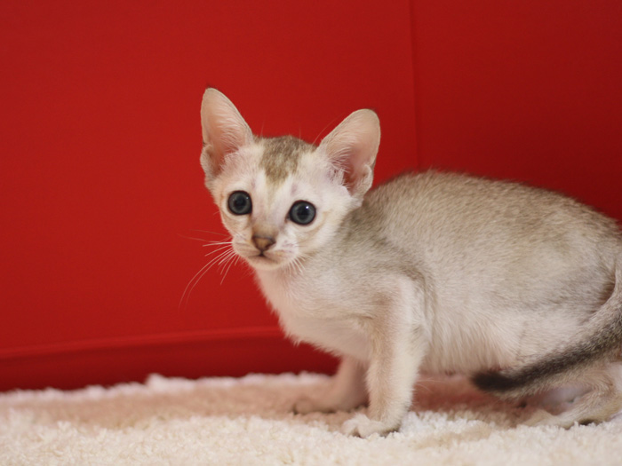 シンガプーラの子猫画像