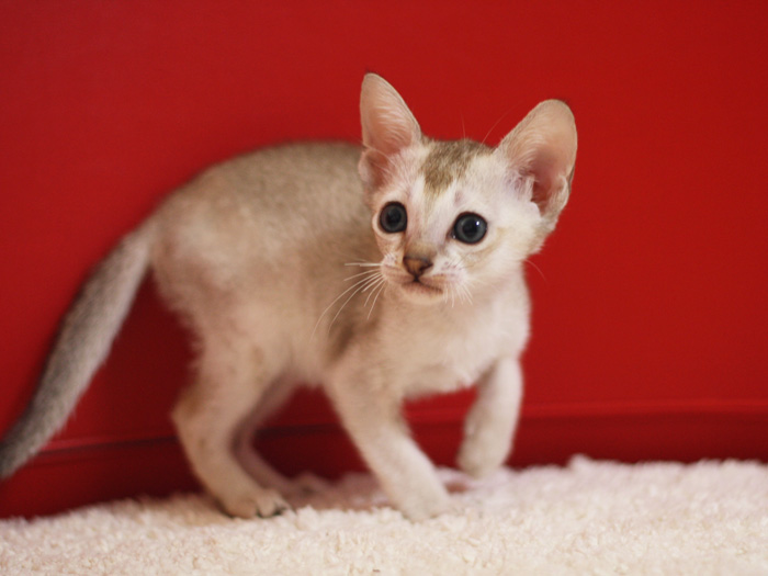 シンガプーラの子猫画像