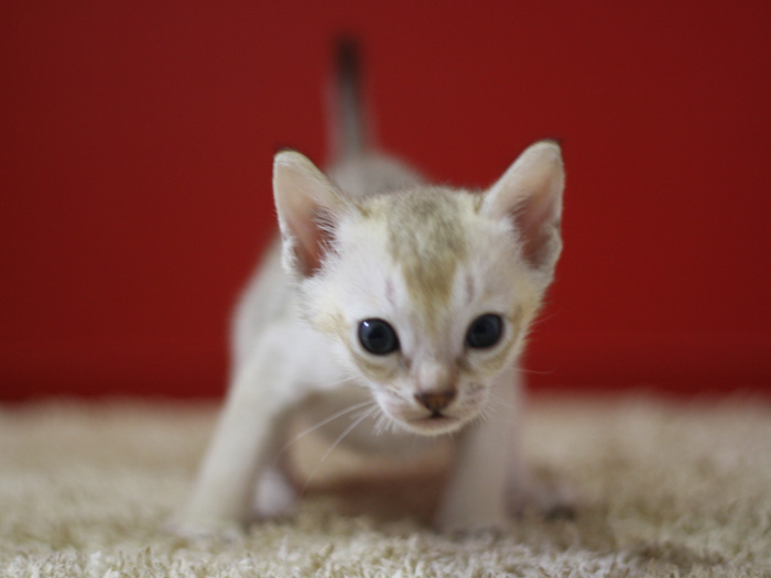 シンガプーラの子猫画像