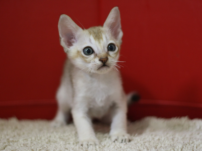 シンガプーラの子猫画像
