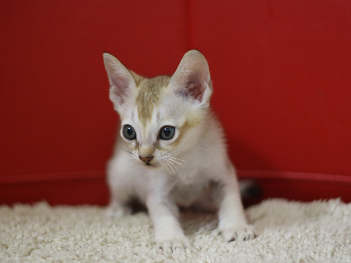 シンガプーラの子猫画像