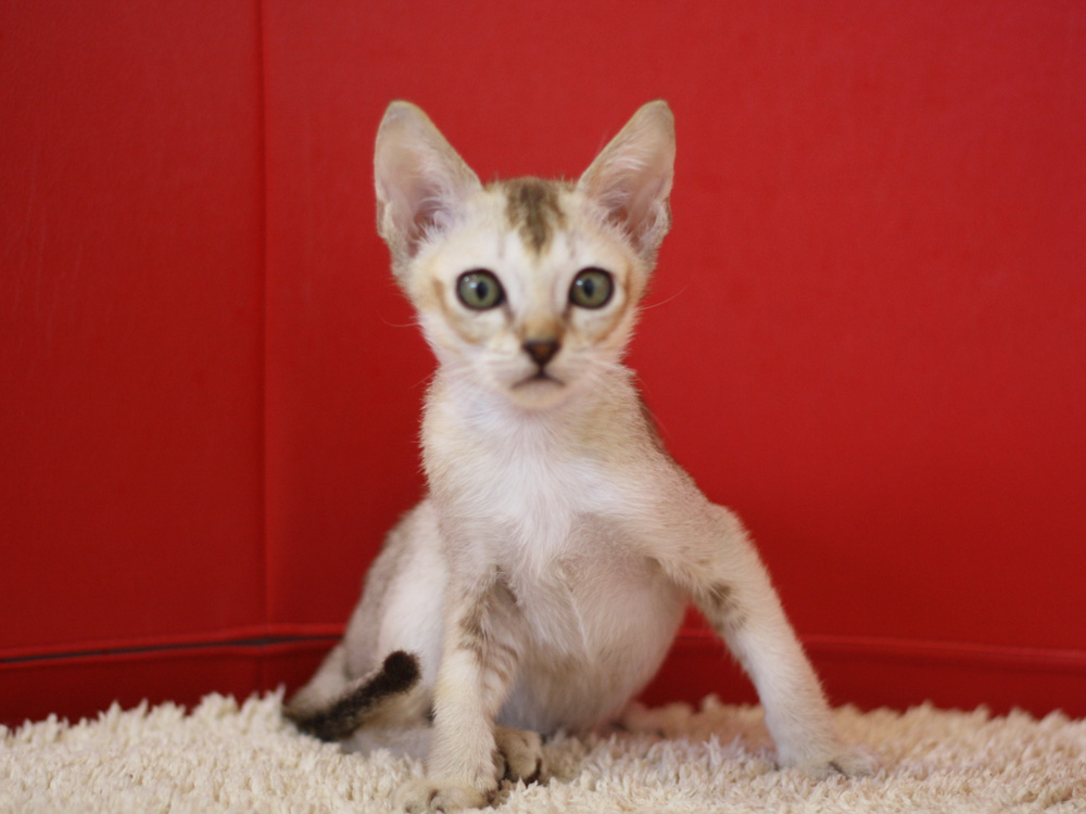 シンガプーラの子猫画像