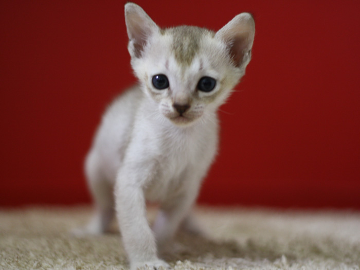 シンガプーラの子猫画像
