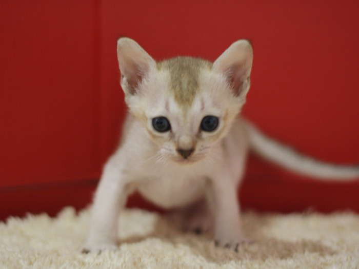 シンガプーラの子猫画像