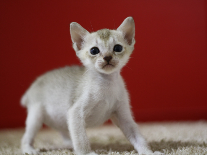 シンガプーラの子猫画像