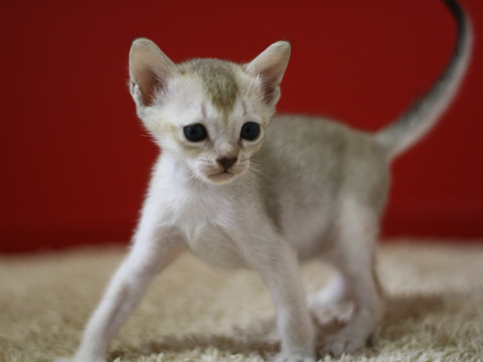 シンガプーラの子猫画像