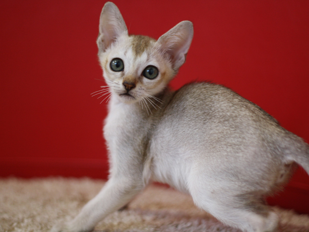 シンガプーラの子猫画像