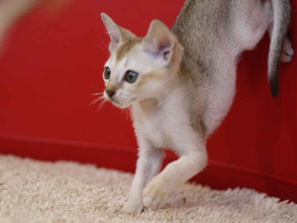 シンガプーラの子猫画像