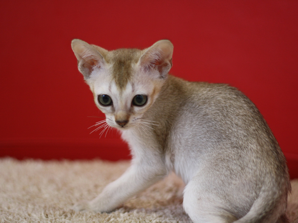 シンガプーラの子猫画像