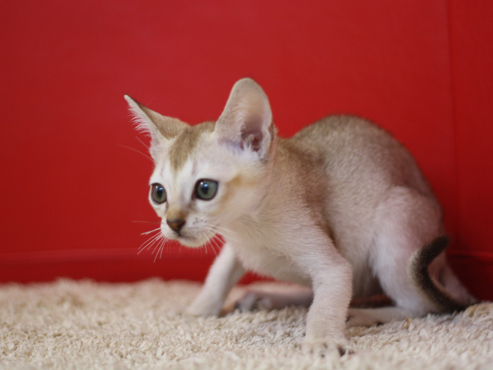 シンガプーラの子猫画像