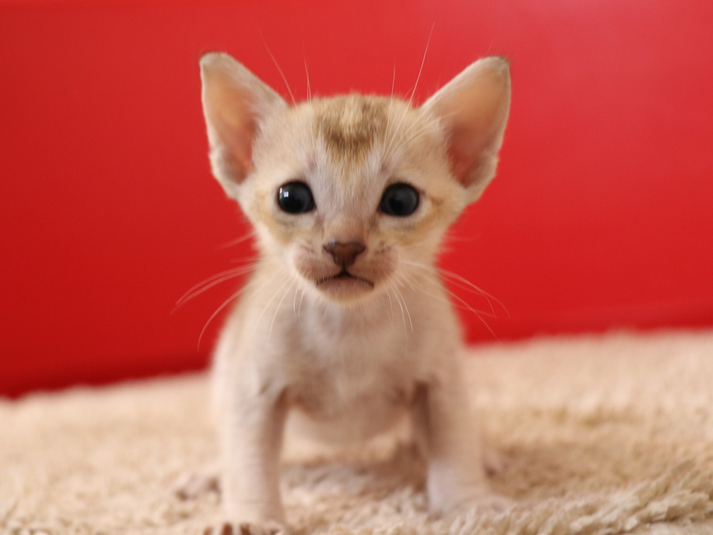 シンガプーラの子猫画像