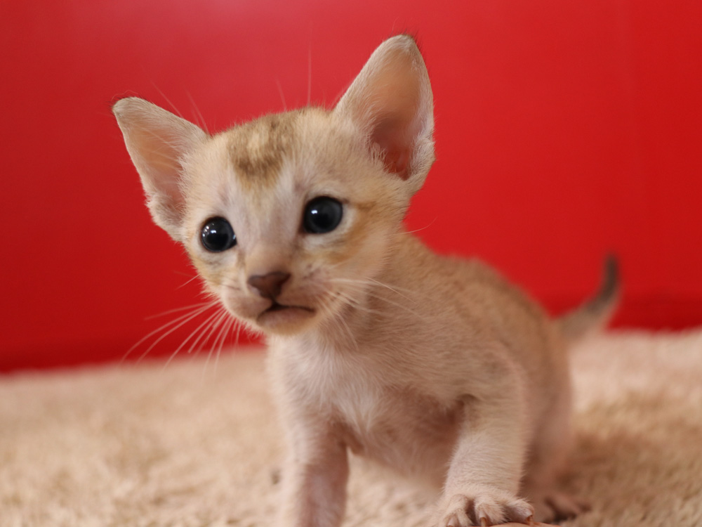 シンガプーラの子猫画像