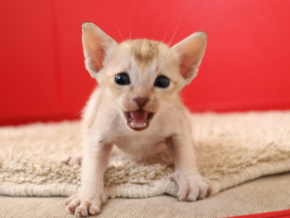 シンガプーラの子猫画像