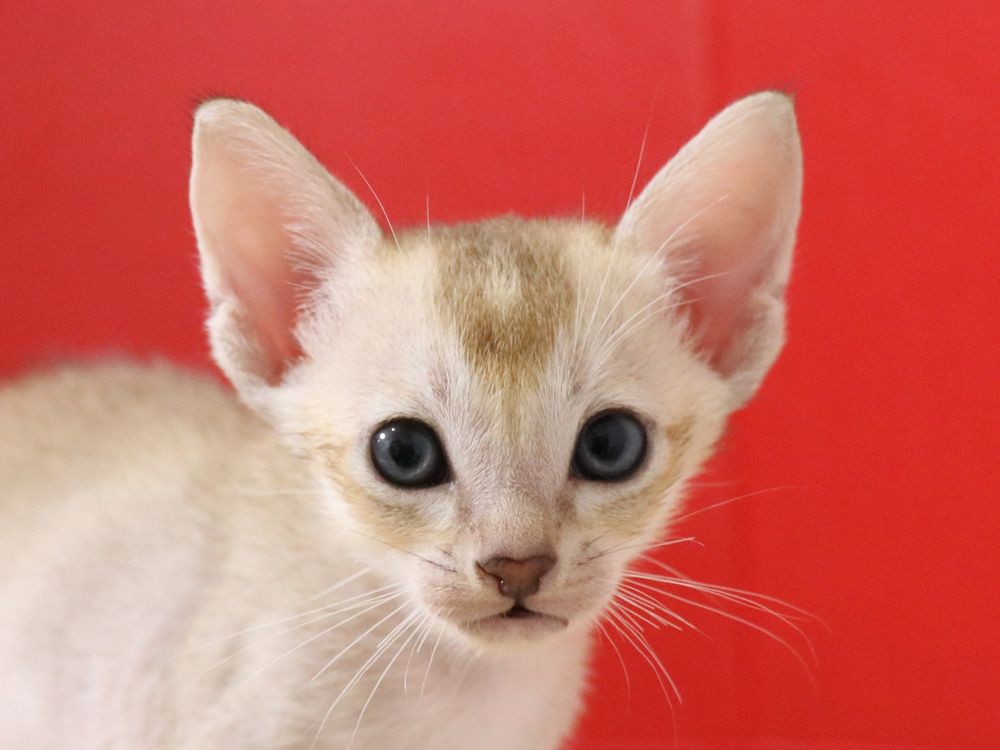 シンガプーラの子猫画像