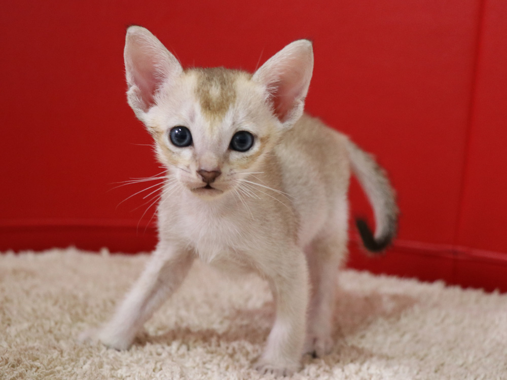 シンガプーラの子猫画像