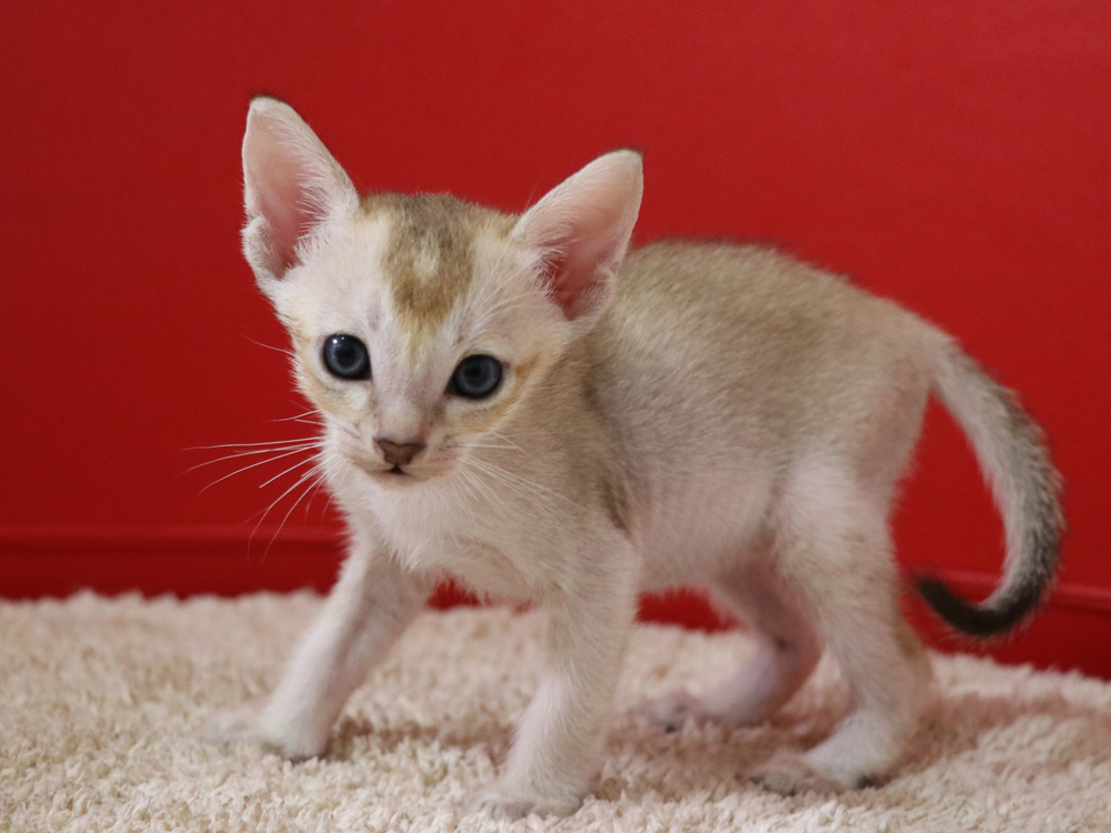シンガプーラの子猫画像
