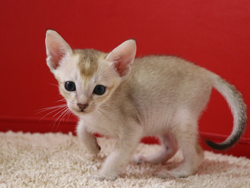 シンガプーラの子猫画像