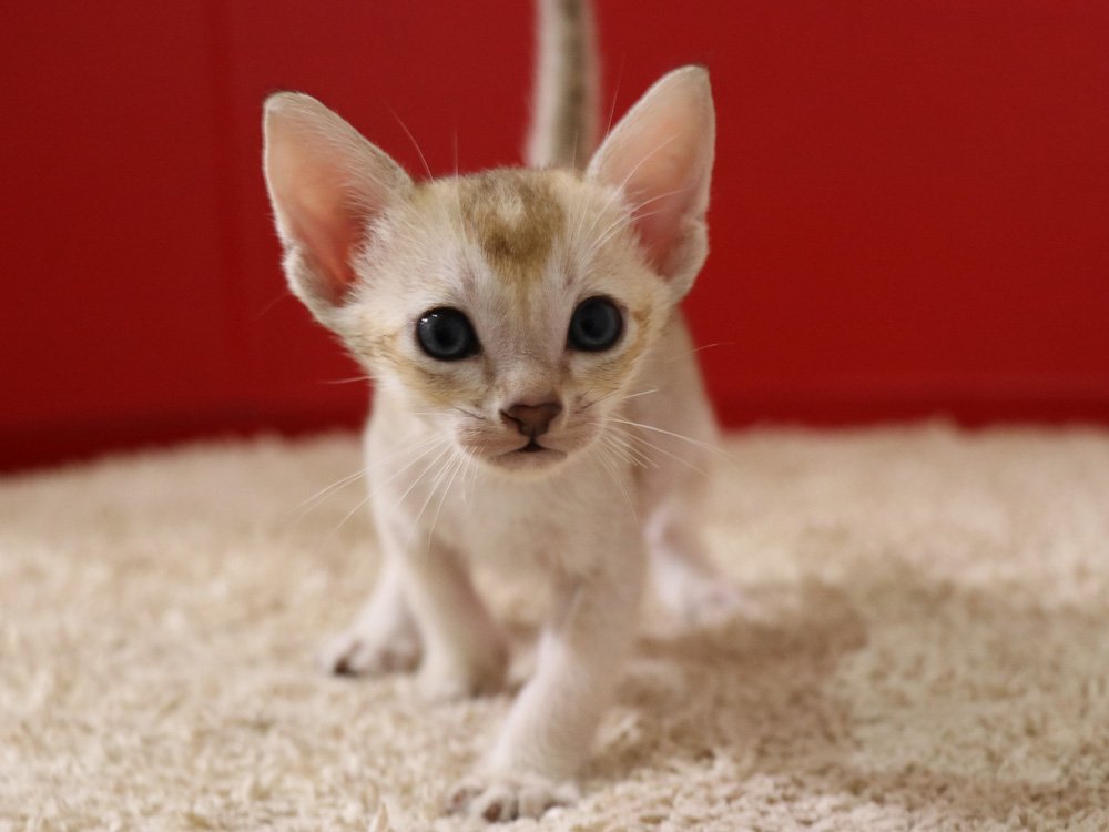 シンガプーラの子猫画像