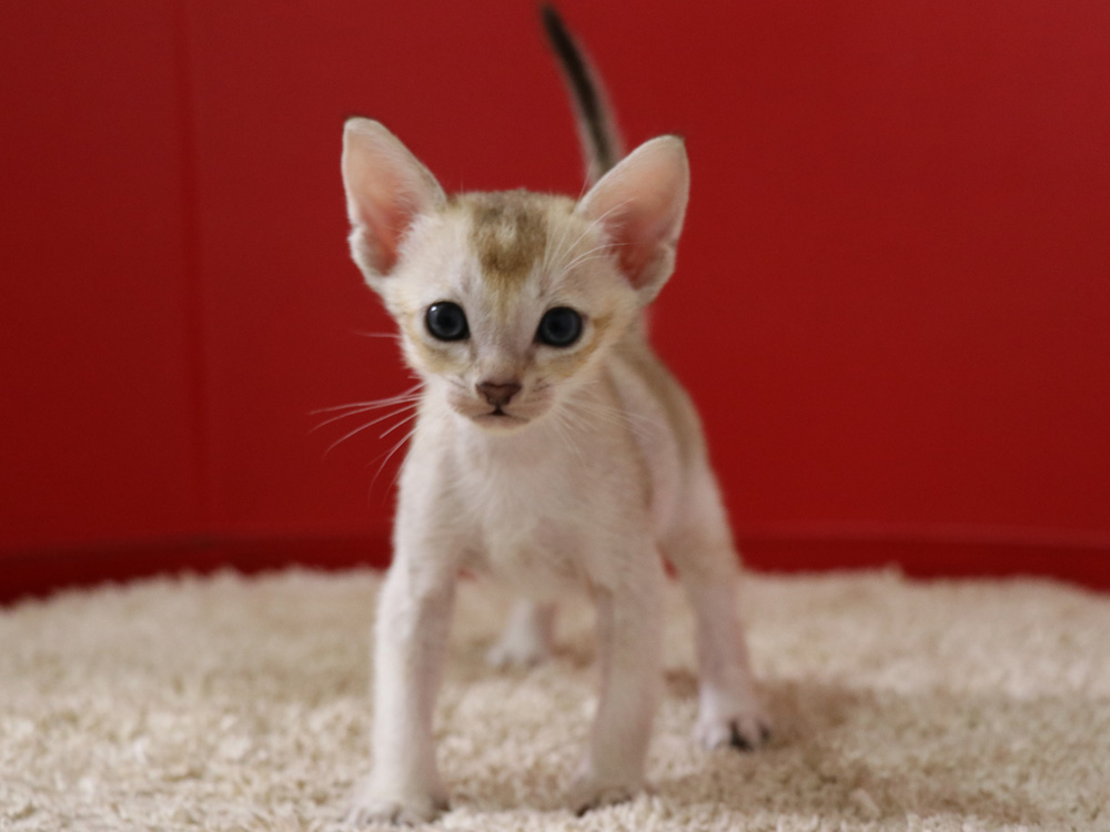 シンガプーラの子猫画像
