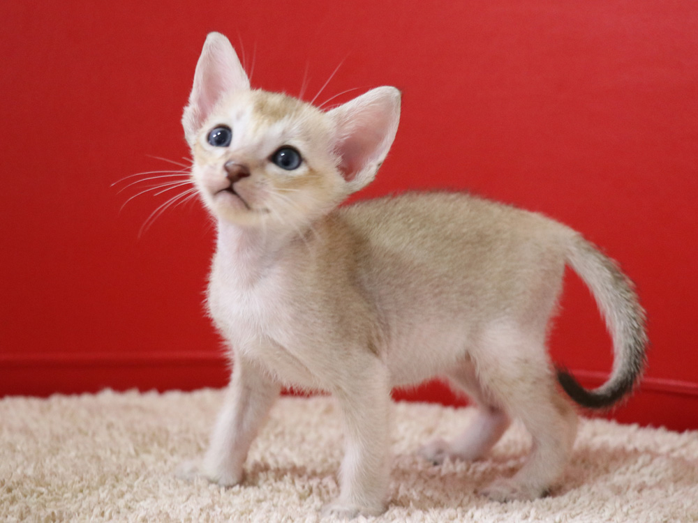 シンガプーラの子猫画像