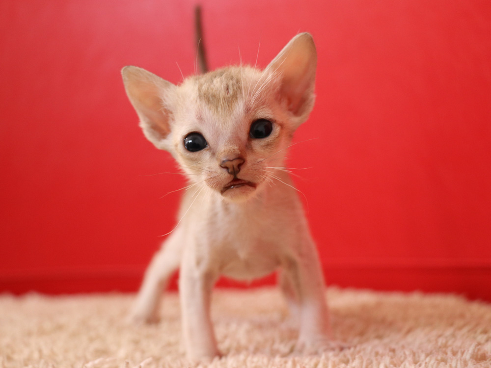 シンガプーラの子猫画像