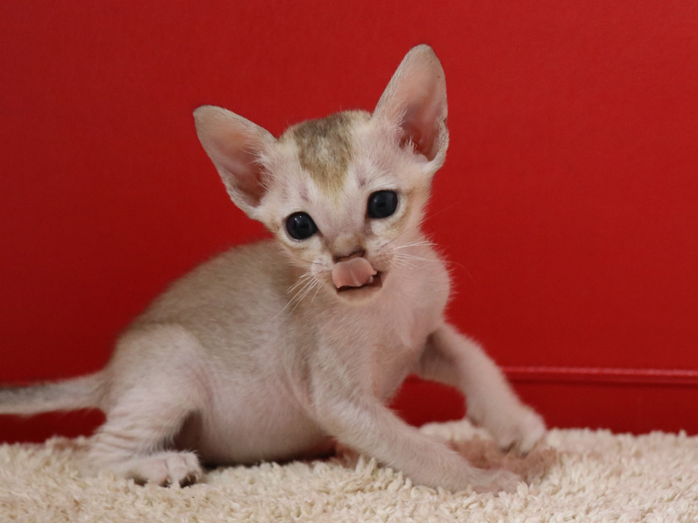 シンガプーラの子猫画像