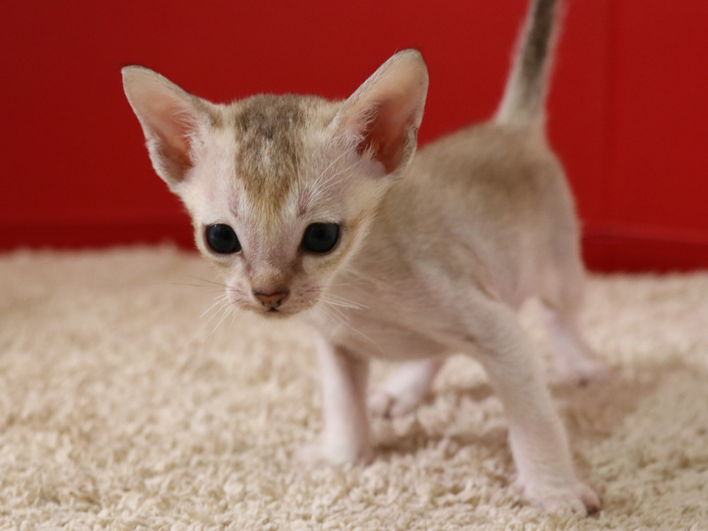 シンガプーラの子猫画像