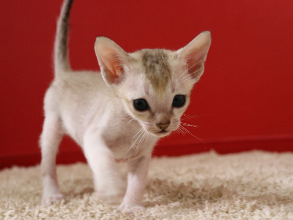 シンガプーラの子猫画像