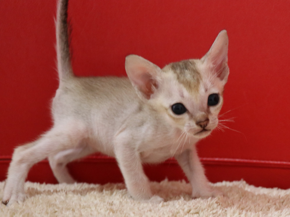 シンガプーラの子猫画像