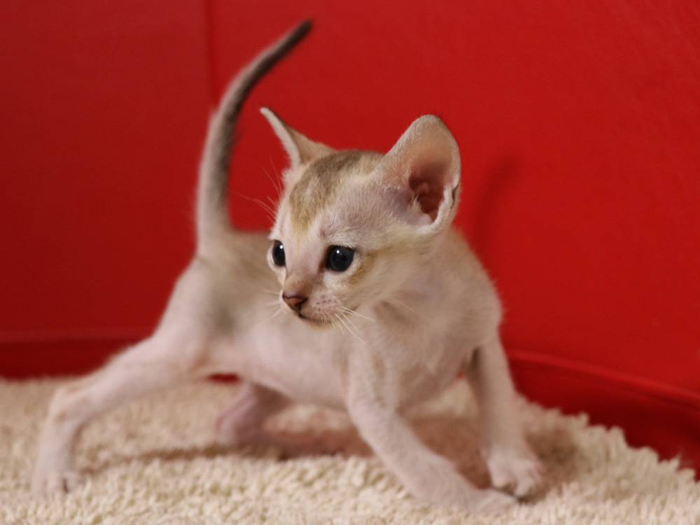 シンガプーラの子猫画像