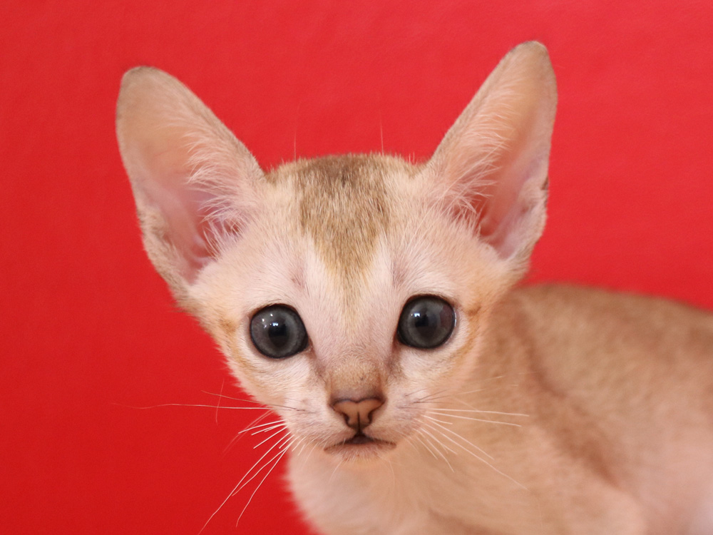 シンガプーラの子猫画像