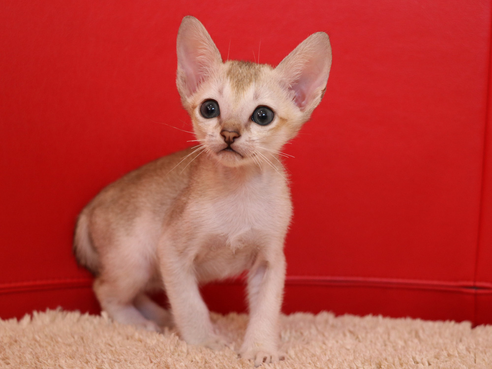 シンガプーラの子猫画像