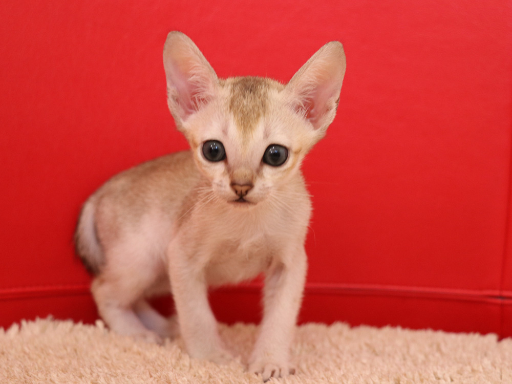 シンガプーラの子猫画像
