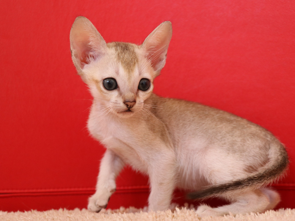シンガプーラの子猫画像