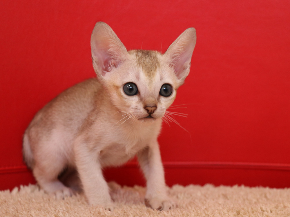 シンガプーラの子猫画像