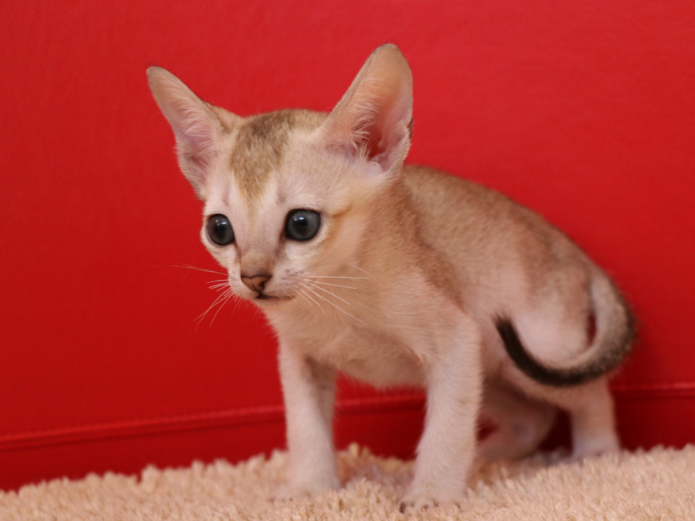 シンガプーラの子猫画像