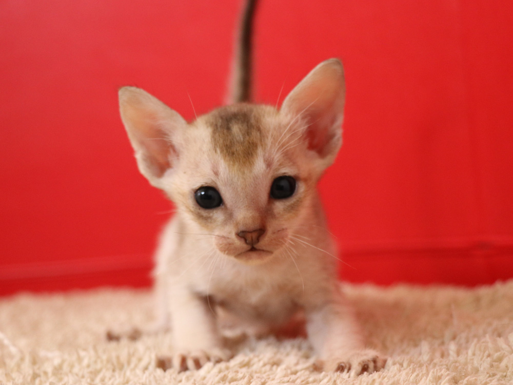 シンガプーラの子猫画像