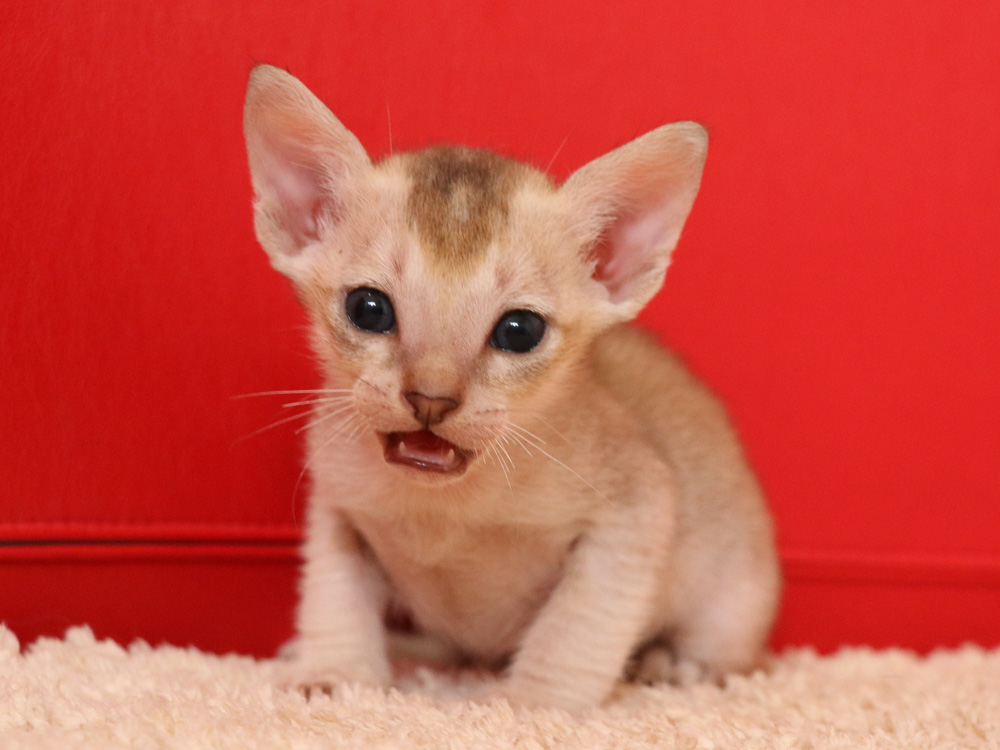 シンガプーラの子猫画像