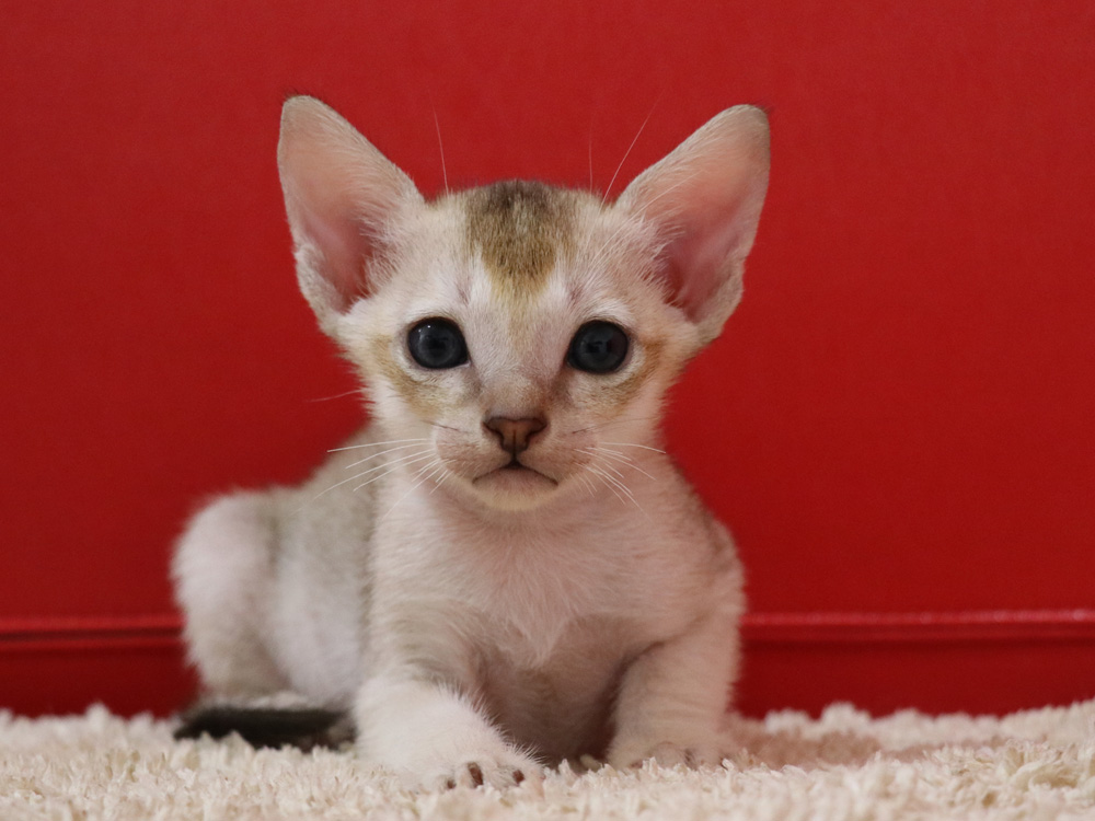 シンガプーラの子猫画像