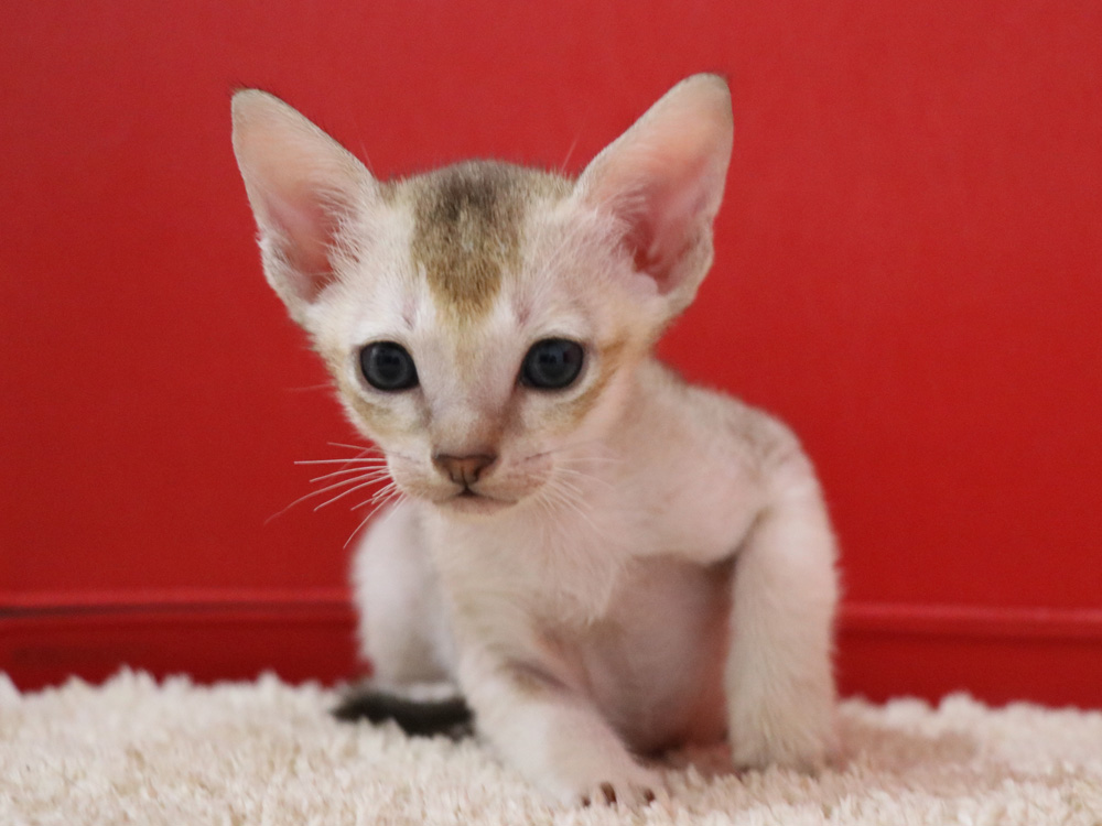 シンガプーラの子猫画像